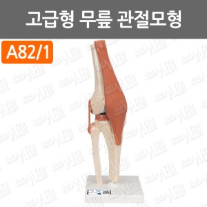 D006-028. 고급형무릎관절모형(A82/1)/인체모형/인체교육모형/학교교육모형/실습모형
